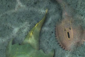 江西首次发现4.38亿年前最古老真盔甲鱼类