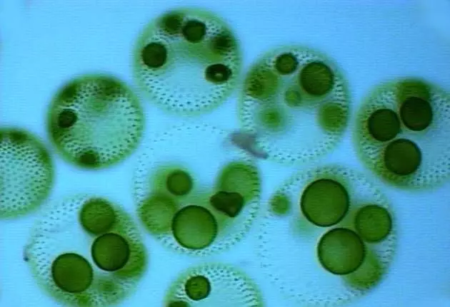 衣藻和蓝藻的区别 蓝藻与衣藻的主要区别  第66张