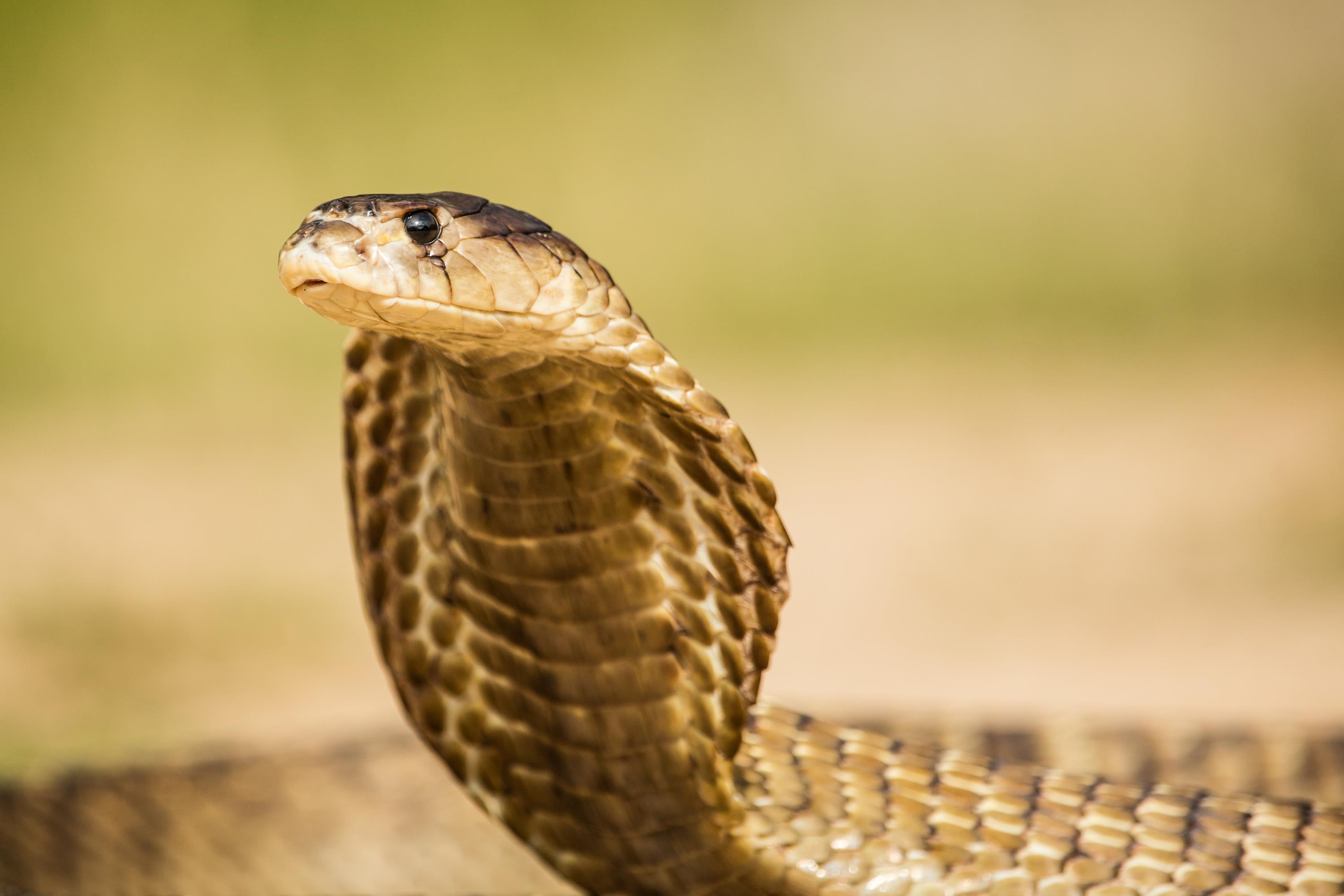 眼镜王蛇的天敌 眼镜王蛇的天敌是什么动物  第2张