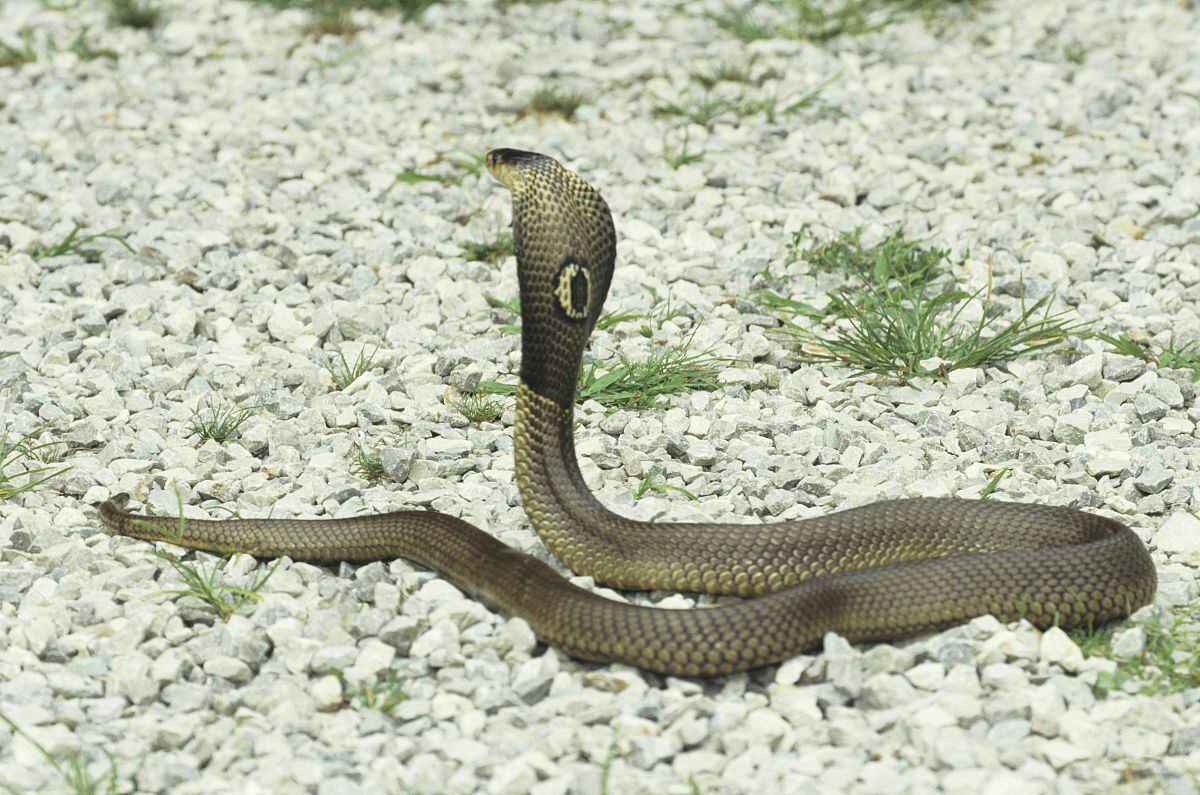 眼镜王蛇的天敌 眼镜王蛇的天敌是什么动物  第6张