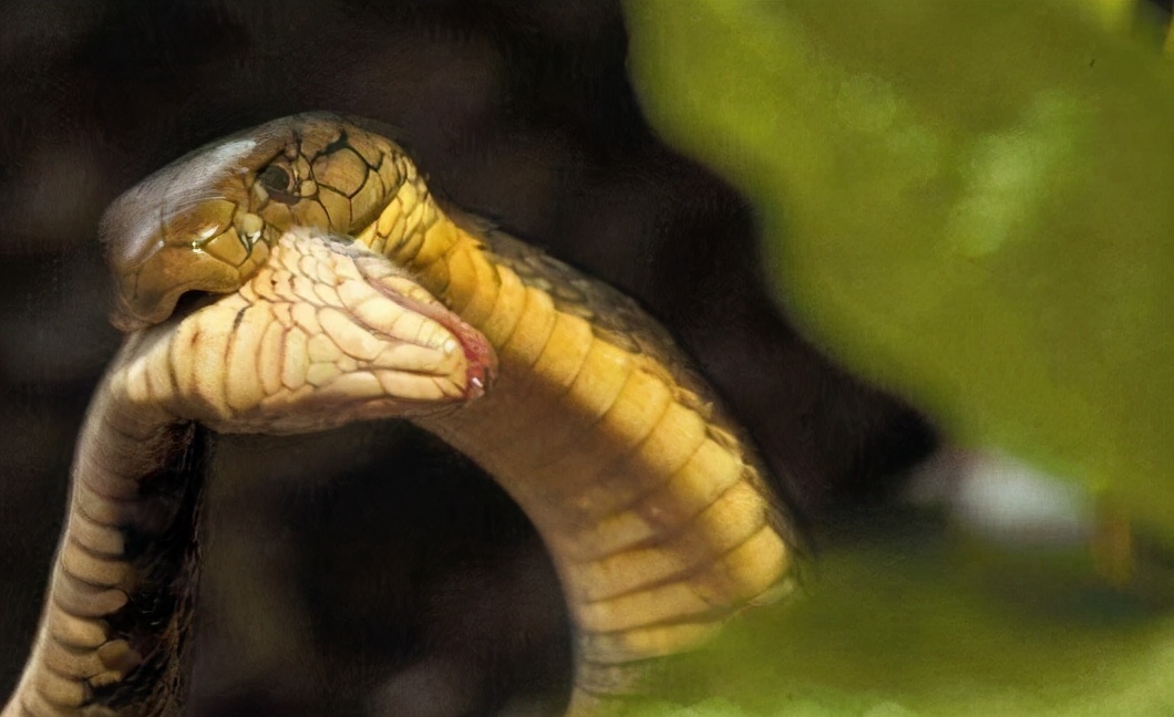 眼镜王蛇的天敌 眼镜王蛇的天敌是什么动物  第4张