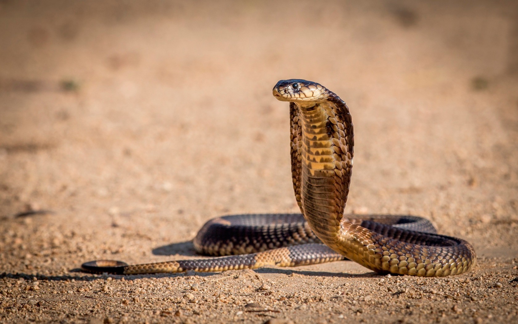 眼镜王蛇的天敌 眼镜王蛇的天敌是什么动物  第3张