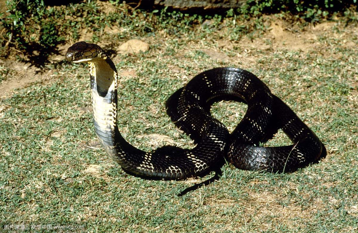 眼镜王蛇的天敌 眼镜王蛇的天敌是什么动物  第10张