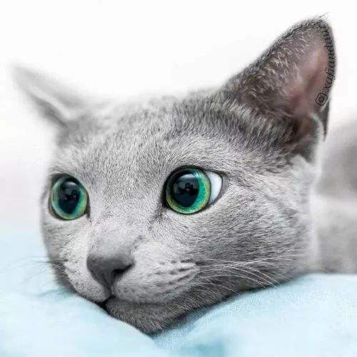 什么是俄罗斯蓝猫  第2张